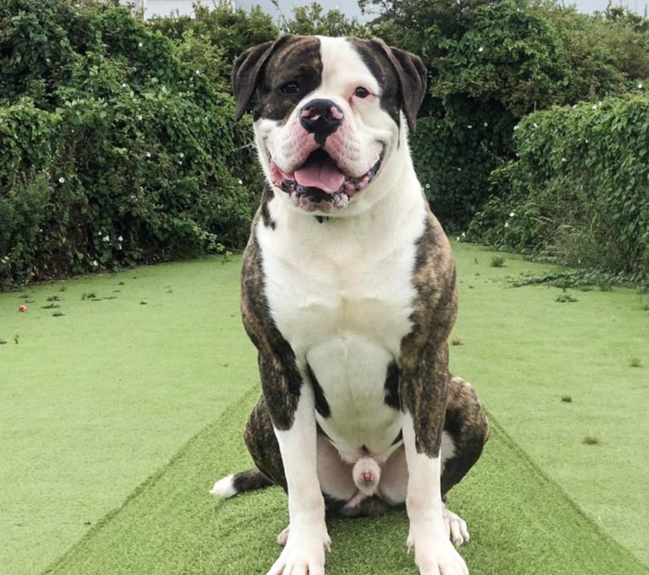 Amerikansk bulldog Amerikansk bulldog